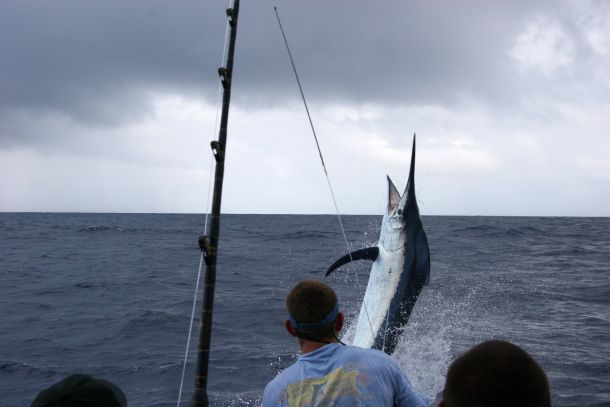 REPORT: Cairns deluge cuts marlin time